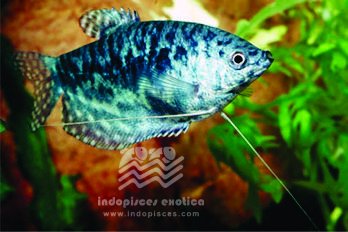 Trichogaster Trichopterus